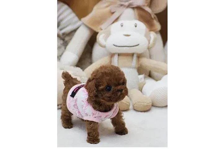 $350 : Micro Poodle image 1