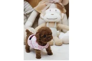 Micro Poodle en Arlington VA