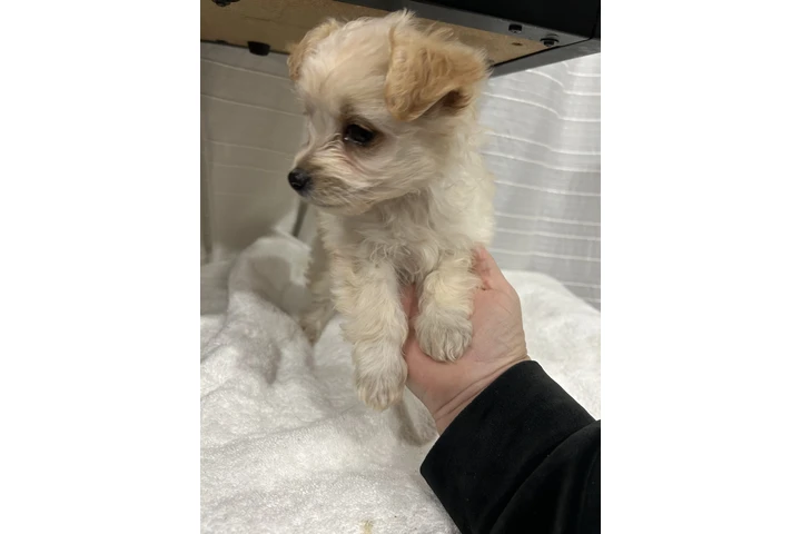 $350 : Maltipoo image 5