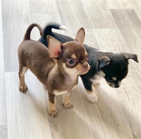 $250 : Cachorro Chihuahua image 2