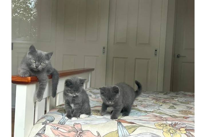 $380 : ZARA kittens for rehoming image 1
