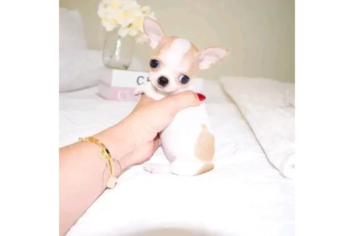 $650 : Chihuahua puppies image 1