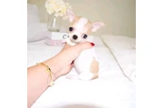 Chihuahua puppies en Bakersfield