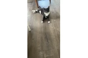 Cuidador de Gatos y perros en Rochester