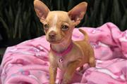 $350 : Cachorrita Chihuahua thumbnail