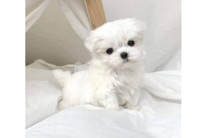 $350 : Taza de té Cachorros malteses image 1