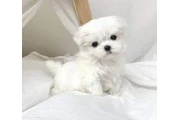 $350 : Taza de té Cachorros malteses thumbnail