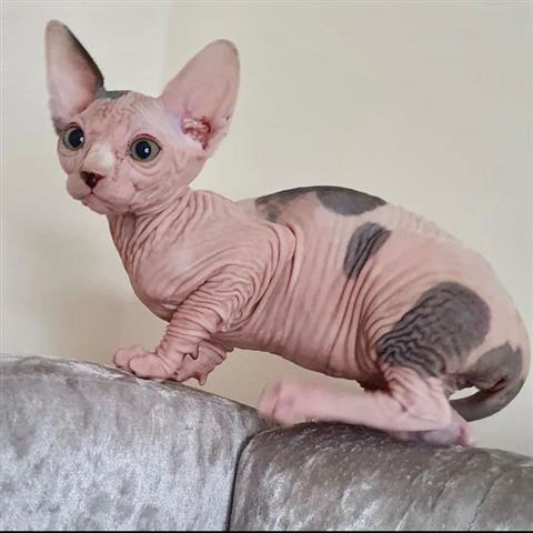 $600 : Male and Female Sphynx kittens image 3