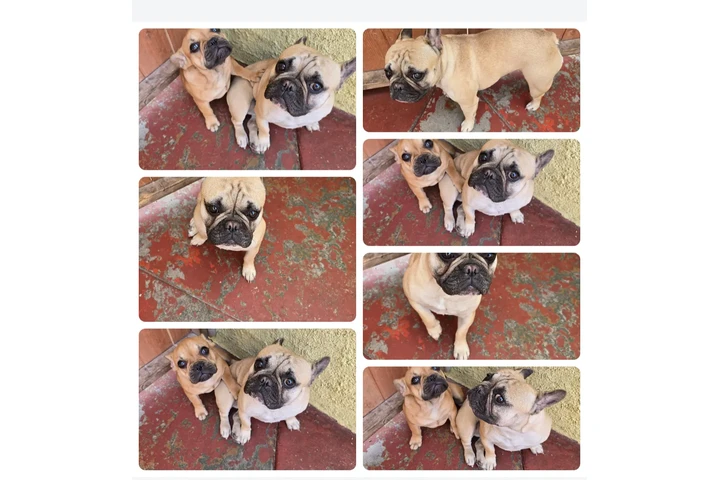 $200 : Tengo diferentes razas image 5