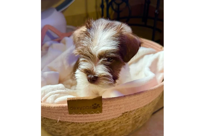 $1200 : Mini schnauzer image 7