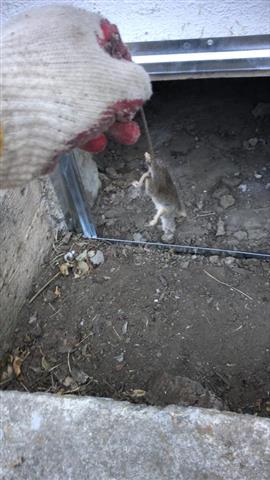 Rodent Solution image 8