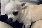 $900 : Chihuahua puppies ready to lea thumbnail