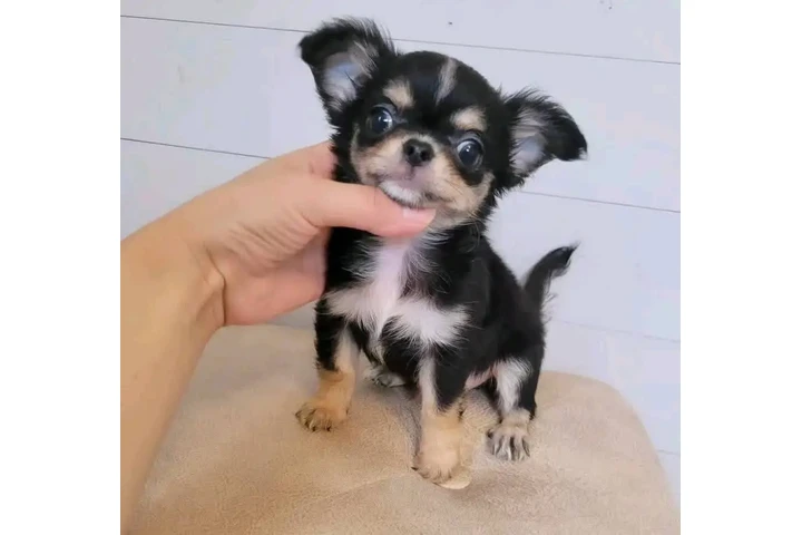 $350 : Chihuahua taza de té image 2