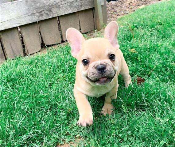 $600 : ADORABLE FRENCH BULL PUPPY image 2