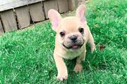 $600 : ADORABLE FRENCH BULL PUPPY thumbnail