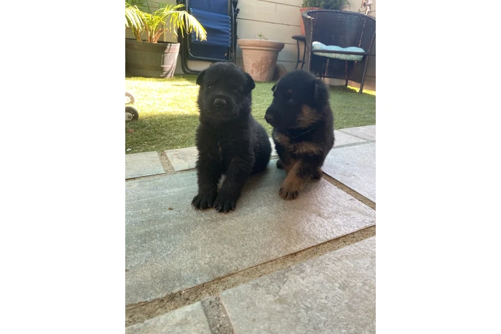 $450 : Maltipoo image 6