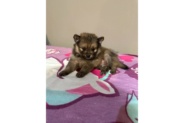 🐶 PERRITOS EN VENTA 🐶 image 2