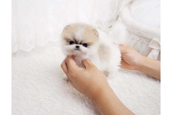 $350 : Micro Pomerania image 2