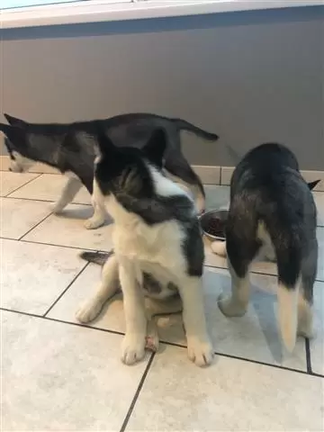$400 : male and female puppies huskie image 2