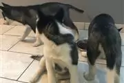 $400 : male and female puppies huskie thumbnail