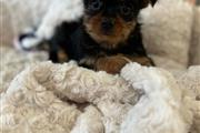 Yorkie puppies for Re-homing thumbnail