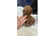 Toy Poodle Real mini en New Haven
