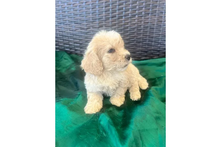 $350 : Maltipoos image 1
