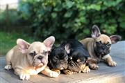 $300 : French Puppies thumbnail
