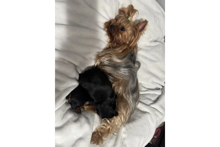 $1200 : YORKIE TERRIER image 3