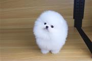 $240 : Pomeranian Puppies For Sale thumbnail