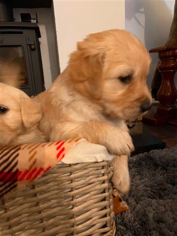 $500 : Golden Retriever puppy for sal image 5