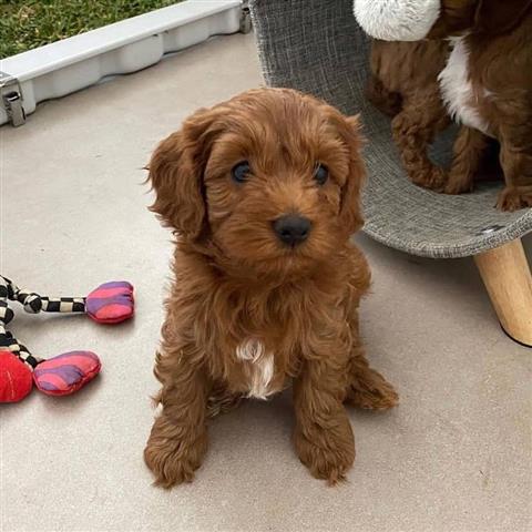 $350 : Hermosos Cachorros Cavachon image 1