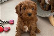 Hermosos Cachorros Cavachon en Denver