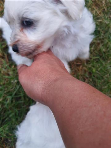 $800 : Adorable Maltese Puppies image 2