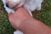 $800 : Adorable Maltese Puppies thumbnail