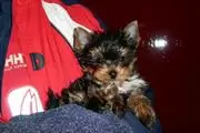 Yorkies pups para regalo en Orlando