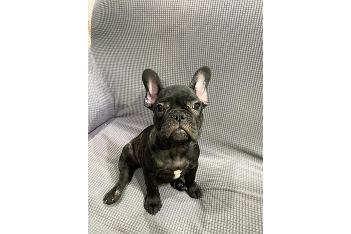 $600 : Hermosos french bulldogs puppy image 3