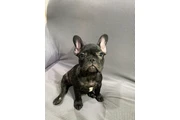 $600 : Hermosos french bulldogs puppy thumbnail