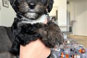 $1100 : Puppies FOR SALE thumbnail