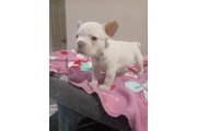 POMERANIANS Y SHIH-TZU 🐕 thumbnail