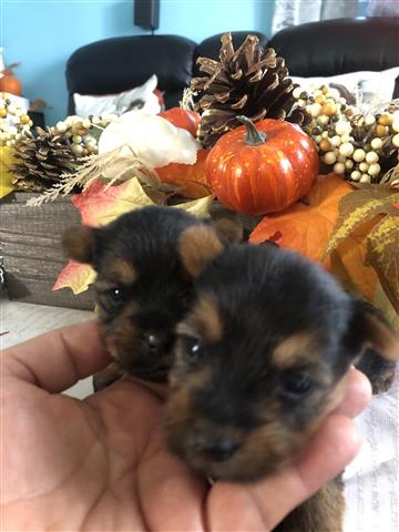 $1200 : Yorkie puppies image 2