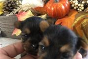 $1200 : Yorkie puppies thumbnail