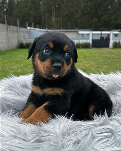 $350 : Cachorrito Rottweiler image 2