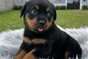 $350 : Cachorrito Rottweiler thumbnail