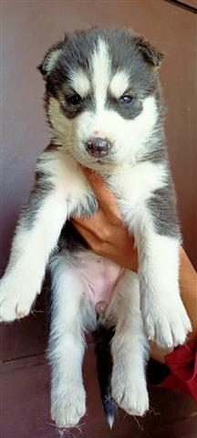 $400 : Beautiful Siberian Husky puppy image 2