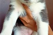 $400 : Beautiful Siberian Husky puppy thumbnail