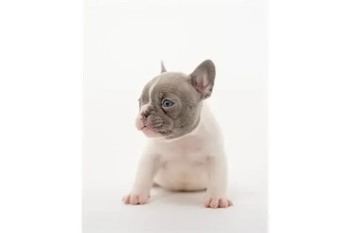 $350 : Bulldog Francés En Venta image 3