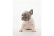 $350 : Bulldog Francés En Venta thumbnail