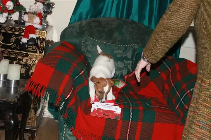 $600 : buy Jack Russell puppies image 3