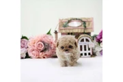 Caniche miniatura en Atlanta